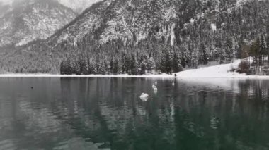 Vahşi kuğular kışın İtalya dağlarındaki bir gölde yüzerler. Dobbiaco Gölü. Yüksek kalite 4k görüntü
