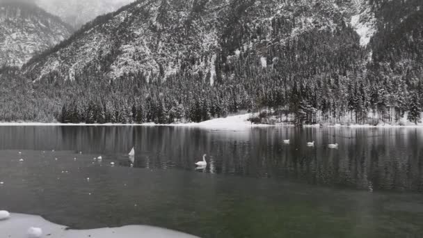 Άγριοι Κύκνοι Κολυμπούν Χειμώνα Μια Λίμνη Που Βρίσκεται Στα Βουνά — Αρχείο Βίντεο