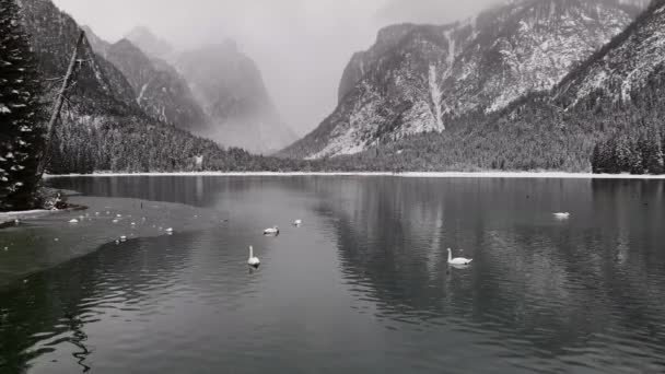 Дикие Лебеди Купаются Зимой Озере Расположенном Горах Италии Озеро Доббиако — стоковое видео