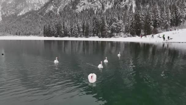 Vadon Élő Hattyúk Télen Úsznak Egy Olaszország Hegyeiben Fekvő Tóban — Stock videók