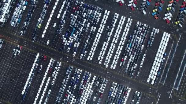 在Zeebrugge港停放新车 汽车和汽车工业分销物流全球运输 — 图库视频影像