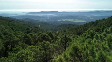Korsika adası. Çam ve ağaçların arasından ufka bakan bir kuş. Yüksek kalite 4k görüntü