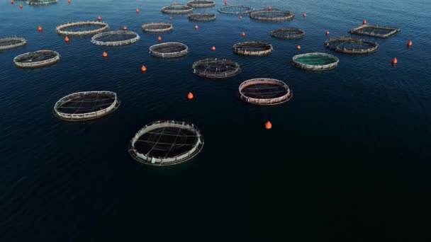 Sea Farm Coast Featuring Circle Shaped Net Structures Mollusks Fish — Stock Video