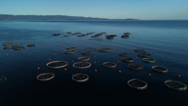 Een Zeeboerderij Aan Kust Met Cirkelvormige Netstructuren Waar Weekdieren Vissen — Stockvideo