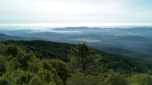 科西嘉岛鸟瞰着松树和树木间的地平线 高质量的4K镜头 — 图库视频影像