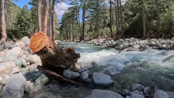 Natura Rzeka Wodospad Las Poranek Magiczne Słońce Wysokiej Jakości Materiał — Wideo stockowe