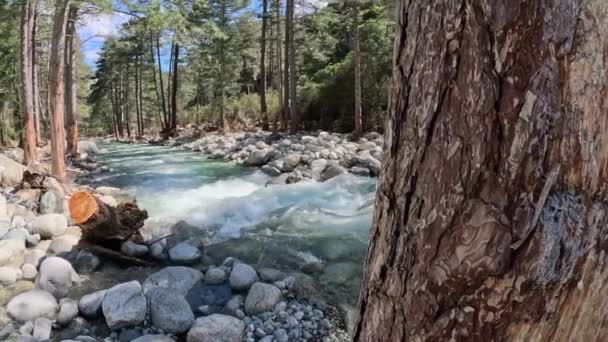 Alam Sungai Air Terjun Hutan Matahari Pagi Magis Rekaman Berkualitas — Stok Video