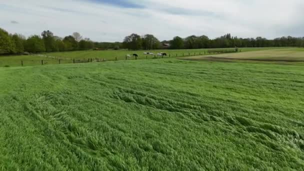 马儿在这鸟瞰的广阔绿地上吃草 展现了乡村农耕生活的美丽 免版税图库视频