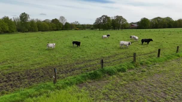 一群牛站在一片茂盛的绿地上 平静地吃着草 免版税图库视频片段