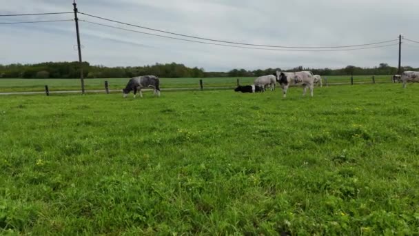 一群牛平静地在一片生机勃勃的绿地上吃草 四周都是大自然的丰饶 视频剪辑