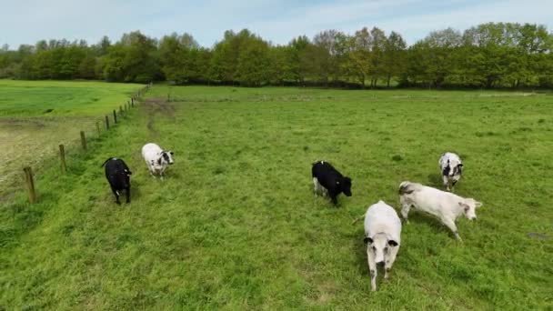一群牛站在一片生机勃勃的绿地上 在茂盛的草地上平静地吃草 免版税图库视频片段