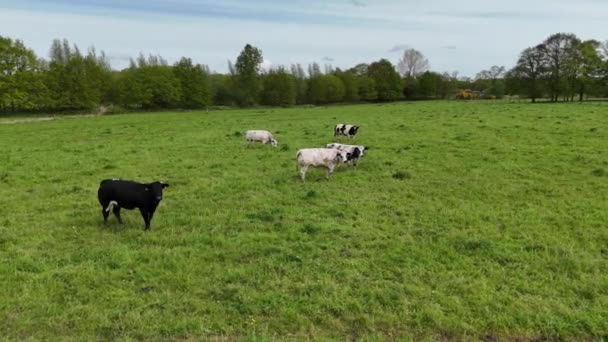 Bir Sığır Sürüsü Yemyeşil Bir Tarlanın Tepesinde Huzur Içinde Otluyor — Stok video