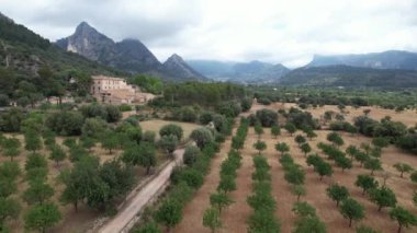 Dağlarda yuva yapmış bir zeytin koruluğunu keşfedin, kayalık tepelerin çarpıcı zeminine karşı gelişmekte olan zeytin ağaçları sergilensin..