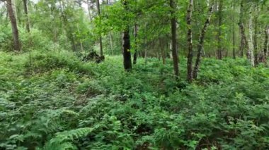 Yoğun, yeşil eğreltiotlarıyla kaplı bir orman zemininin yakın görüntüsü doğanın güzelliğini gözler önüne seriyor..
