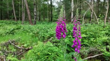 Yoğun ve yapraklı bir ormanda açan mor yüksükotu çiçeklerinin canlı bir gösterisi. Çiçekler yemyeşil alanda dimdik duruyorlar..