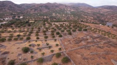 Yunanistan 'ın sakin tepelerini keşfetmek, yemyeşil zeytin ağaçları ve nefes kesici manzaralarla süslenmek, cazibe gösterisi yapmak.