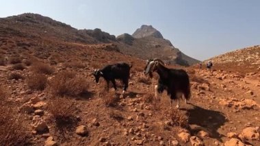 Keçilerin heybetli dağlarla çevrili kayalık tepelerde huzur içinde otlamasına tanık olun..