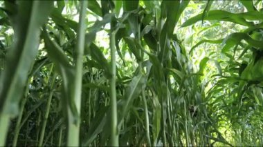 Yüksek bir mısır tarlasında gezinmek sağlıklı saplarla dolu parlak bir yaz gökyüzünün altında, güzellikleri gözler önüne seren.