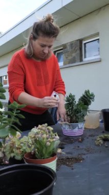 Tutkulu bir bahçıvan, güneşli bir öğleden sonranın tadını çıkarırken toprakla tencereler hazırlar, canlı suları eker..