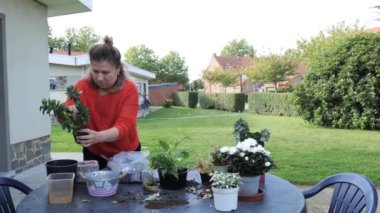 Bir insan çeşitli kapalı alan bitkileriyle ilgilenir, onları açık, güneşli bir arka bahçede yeniden saksılar..