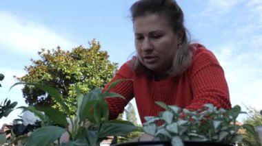 Kendini işine adamış bir bahçıvan açık mavi gökyüzünün altında yemyeşil bir bahçede çeşitli bitkiler yetiştirir..