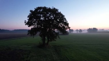 Sabahın erken saatlerinde sis yavaşça dağılırken, sakin bir tarlada tek başına duran bir ağaç. Şafak ışığı rahatlatıcı bir atmosfer yaratır..