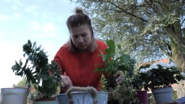 Bir bahçıvan güneşli havanın tadını çıkarırken farklı bitkileri renkli kaplara dikkatlice saklar..