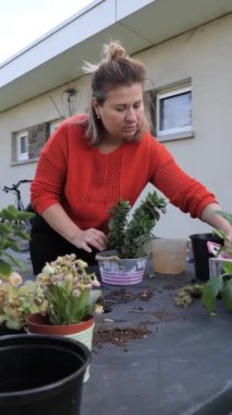 Bir kadın çiçeklerini beslerken ve bahçesindeki saksıları düzenlerken çeşitli sulu bitkilerle ilgilenir..