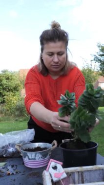 Bahçıvanlık meraklısı, parlak bir bahçedeki bitkileri saksılarken sulu bitkilere bakmakla ilgili değerli ipuçlarını paylaşıyor..