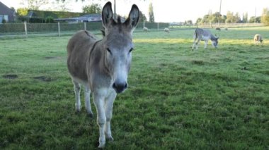 Meraklı bir eşek yemyeşil bir alanda özgürce dolaşırken diğer hayvanlar şafak vakti yakınlarda huzur içinde otluyor..