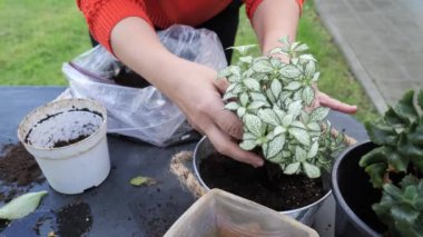 Çeşitli ev bitkilerini yenilemek, sağlıklı büyüme ve canlı yeşillik sağlamak için adım adım öğrenin.