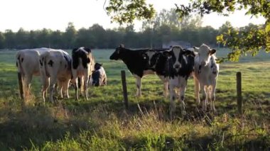Bir grup süt ineği, güneş batarken yemyeşil bir arazide huzur içinde otluyor ve kırsal alanda huzurlu bir atmosfer yaratıyor..