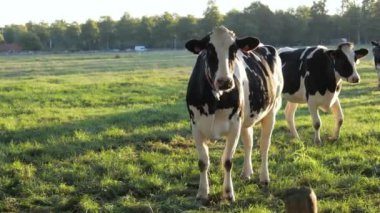 İneklerin canlı yeşil bir çayırda gezip otlamasını izleyin, kırsal hayatın özünü şafakta yakalıyorlar..