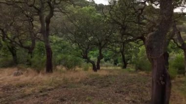Sardunya 'nın büyüleyici ormanlarında dolaş, eski ağaçların doğada huzur içinde inzivaya çekildiği yerde..