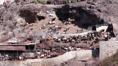 Gran Canaria 'nın pitoresk dağlarında bir grup keçi huzur içinde otluyor ve ağıllarını keşfediyor. Kayalık arazi ve doğal güzellik bu hayvanlar için sakin bir ortam yaratır..