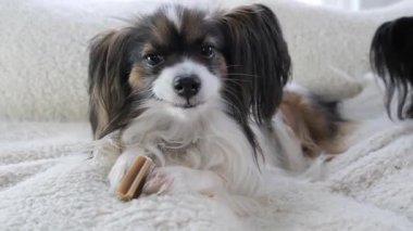 Neşeli bir köpek yumuşak bir battaniyenin üzerinde rahatlar, heyecanlı bir şekilde lezzetli bir ziyafetin tadını çıkarır. Sıcak atmosfer köpeklerin neşeli doğasını ve evdeki rahatlığını vurguluyor..