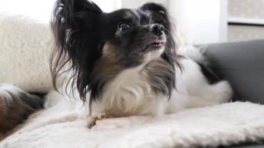 Yumuşak kürklü küçük bir köpek rahat bir oturma odasında bir yatağa oturur, etrafına bakarken çeşitli seslere heyecanlı bir şekilde tepki verir. Güneş ışığı pencerelerden süzülür.