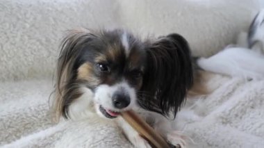 Yumuşak bir battaniyenin üzerinde tüylü tüylü tüylü küçük bir köpek rahatça uzanıyor, bir ziyafeti seve seve çiğniyor. Barışçıl atmosfer köpeklerin memnuniyetini ve rahatlığını vurguluyor..