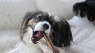 Küçük bir köpek kabarık bir battaniyenin üzerinde rahatça otururken bir çubuğu çiğnemekten hoşlanır. Oyuncu tavrı, sıcak bir iç mekanda samimi bir anı yakalar..