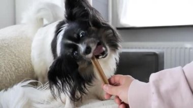 Oyuncu bir köpek bir şeyi çiğnemekten zevk alırken, sahibi onu nazikçe bağlanmaya teşvik ediyor. Konforlu ev dekorunda yumuşak mobilyalar ve rahat bir atmosfer var..