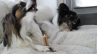 İki küçük köpek evde yumuşak bir battaniyenin üzerinde dinlenirken zevkle lezzetli şeyler çiğniyor. Neşeli davranışlar sergiliyorlar ve açıkça birlikte vakit geçirmekten zevk alıyorlar..