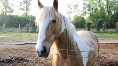 Uçan yeleli çarpıcı bir at, sakin bir çayırda dikkatleri çeker. Güneş batıyor, çevrenin üzerine sıcak bir parıltı saçıyor, sakin manzarayı güçlendiriyor..