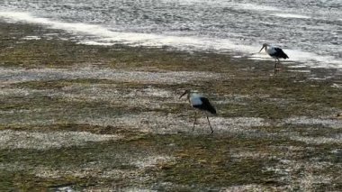 Güneş batarken, iki kuş bataklık bitkilerinde yürür, dingin manzaranın üzerine sıcak bir parıltı saçar. Huzurlu sahne, doğanın güzelliğini şafakta yakalar..