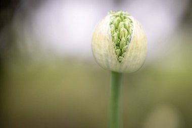 Çiçek açan bir çiçeğin makro fotoğrafı
