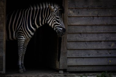 Zebra hayvanat bahçesinde evinden dışarı bakıyor.