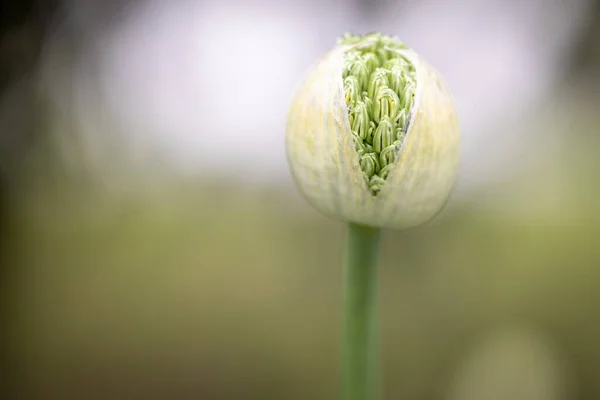 Çiçek açan bir çiçeğin makro fotoğrafı