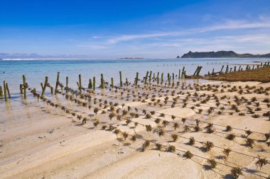 Endonezya Lombok ormanları kullanılarak deniz yosunu yetiştirilmiş Nambung plajının portresi