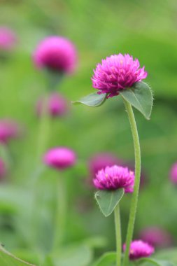 Globe Amaranth Canlı Çiçekler: Mor Çiçekleri Keşfeden, Çiçek açan, Doğanın Güzelliği ve Yazın Makro Fotoğrafla Yeşil Bahçe