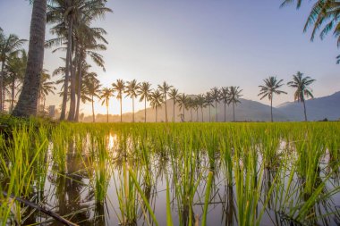 Gün doğumu bereketli yeşil çeltik tarlasını aydınlatıyor Palmiye ağaçları ve uzak dağlarla
