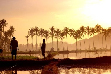 Sunrise, Rice Paddy İşçileri ve Palmiye Ağaçlarını Aydınlatıyor: Tarım, Çiftçilik, Tropikal Manzara, Altın Saat, Şafakta Kırsal Yaşam Güzel.